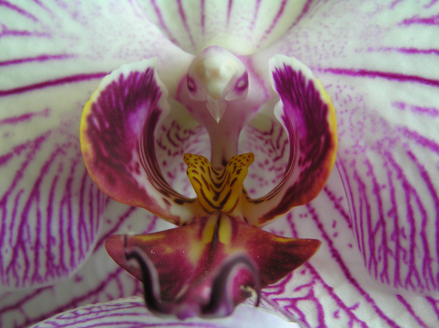 Orchidee - Phalaenopsis