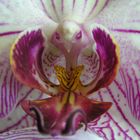 Orchidee - Phalaenopsis