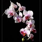 Orchidee "Phalaenopsis"