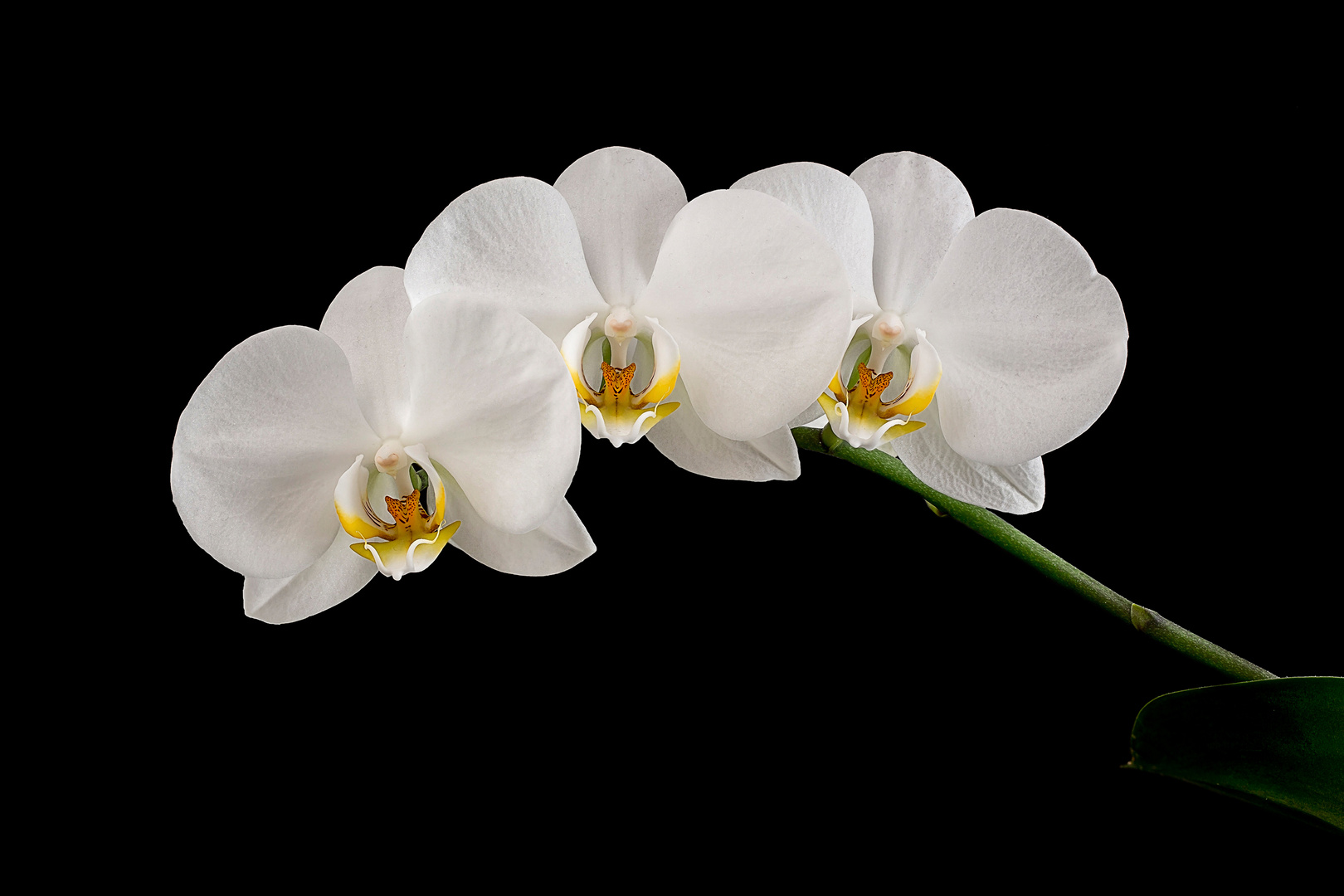 Orchidee Phalaenopsis 