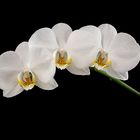 Orchidee Phalaenopsis 
