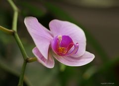 Orchidee (Phalaenopsis hybride)