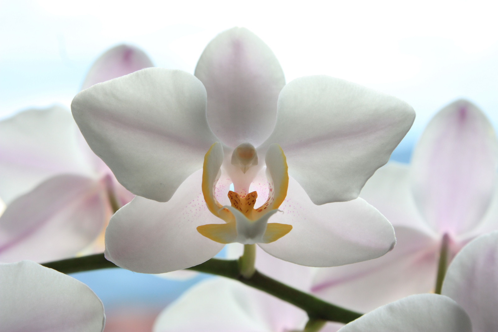 Orchidee Phalaenopsis Hybride