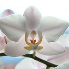 Orchidee Phalaenopsis Hybride