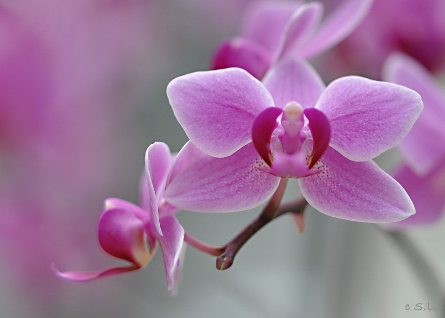 Orchidee (Phalaenopsis hybride)