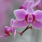 Orchidee (Phalaenopsis hybride)