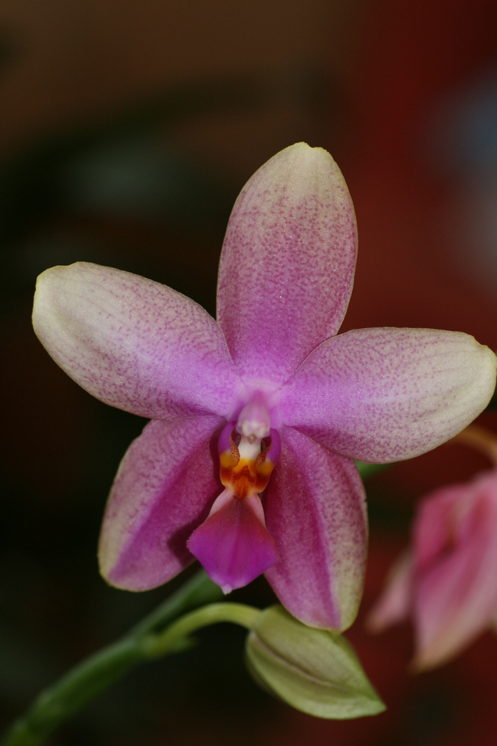 Orchidee - Phalaenopsis (Klon Liodoro)