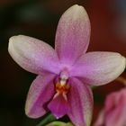 Orchidee - Phalaenopsis (Klon Liodoro)