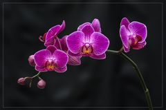 Orchidee Phalaenopsis lila Blüte