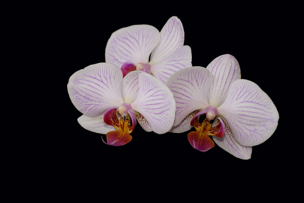Orchidee (Phalaenopsis) mit rosa Blüten.
