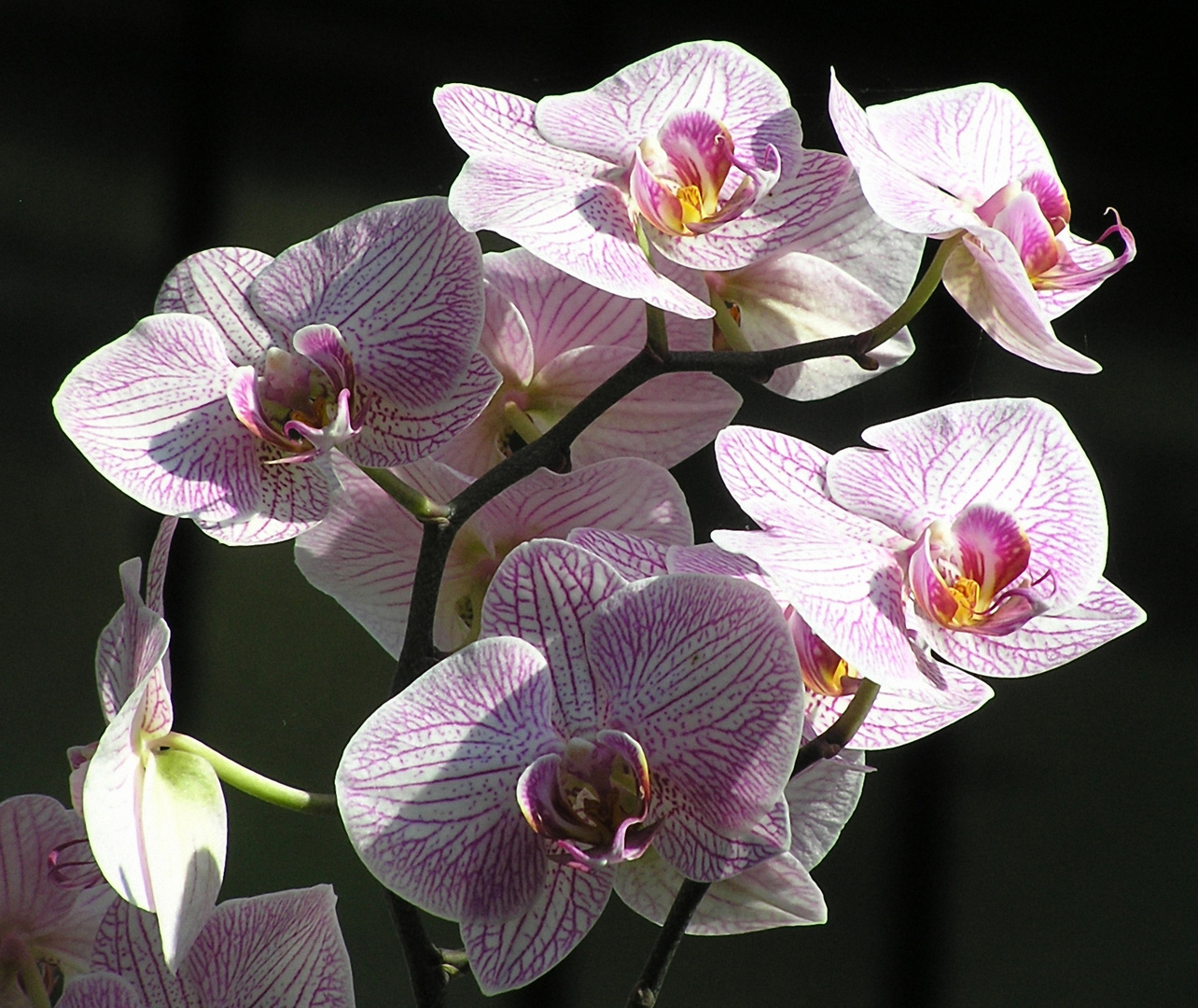 Orchidee Phalaenopsis vor Schwarz