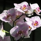 Orchidee Phalaenopsis vor Schwarz