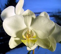 Orchidee Phalaenopsis vorm Abendschnee