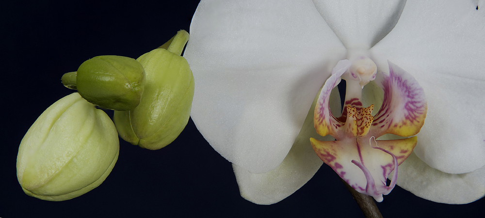 Orchidee Phalaenopsis weiss