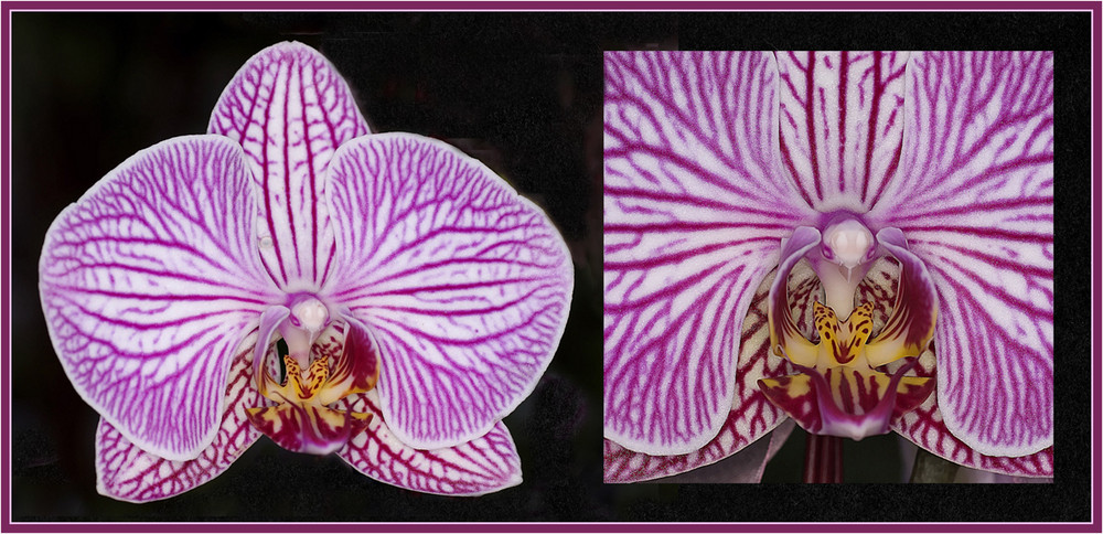 Orchidee (Phalaenospis)