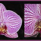 Orchidee (Phalaenospis)
