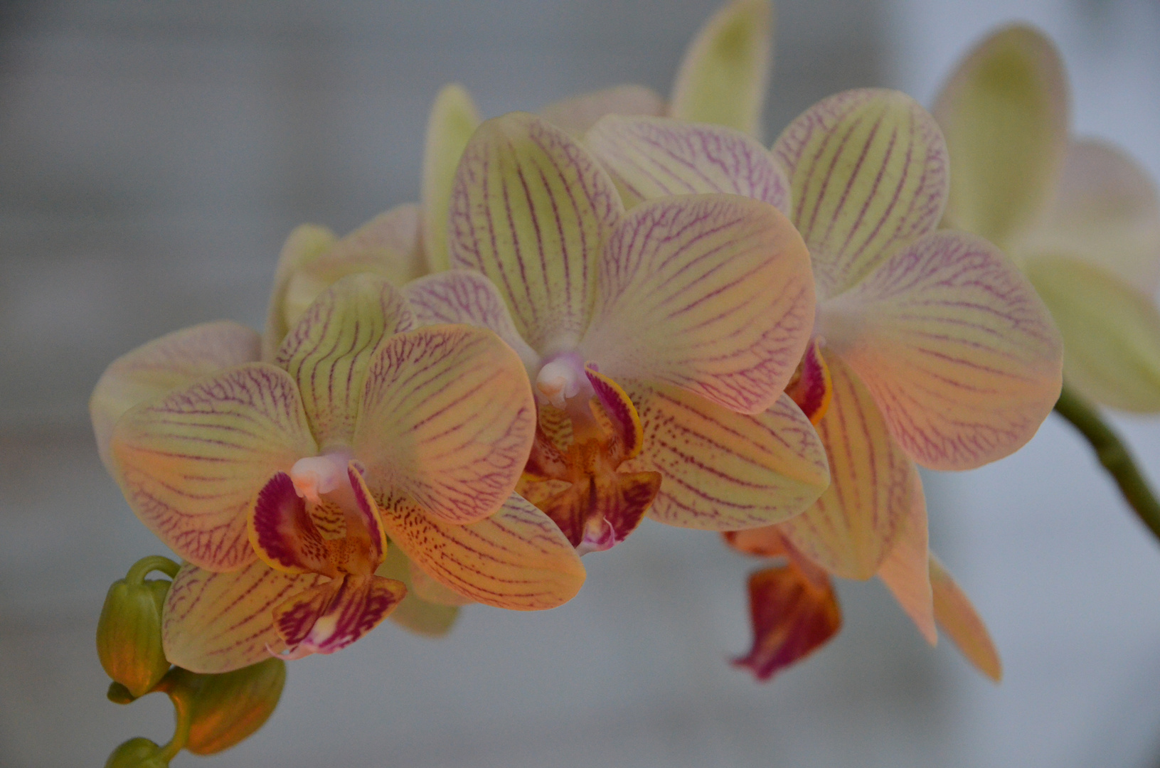 Orchidee Phalenopsis