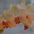 Orchidee Phalenopsis