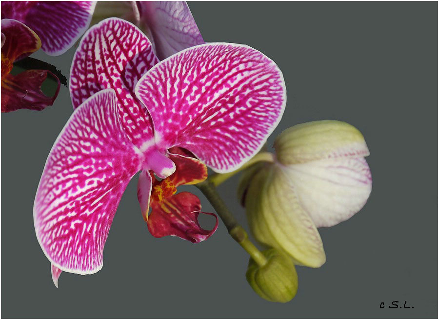 Orchidee (Phanaelopsis)