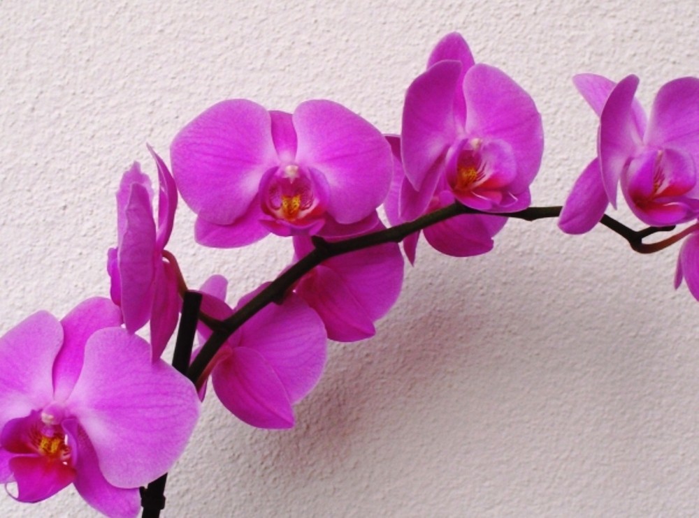 Orchidee Phanelopsis