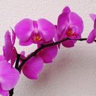 Orchidee Phanelopsis