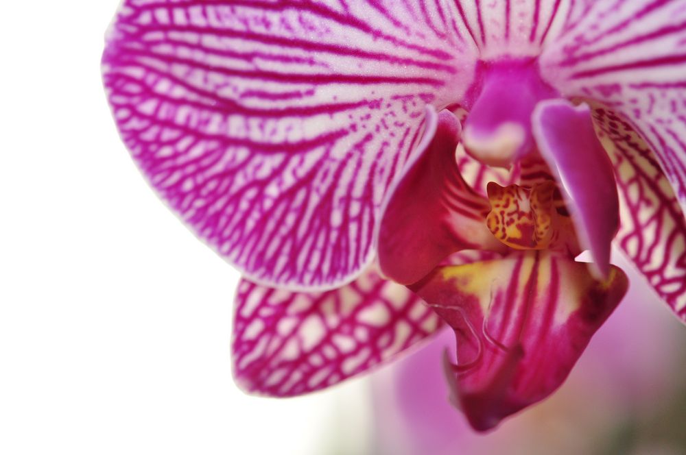 Orchidee pink