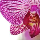 Orchidee pink