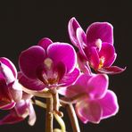 Orchidee pink