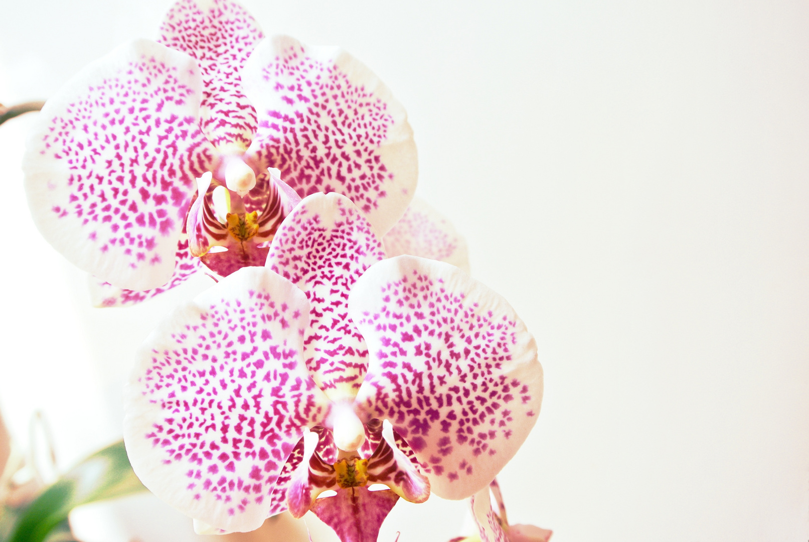 Orchidee "Pink Lady"