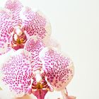 Orchidee "Pink Lady"