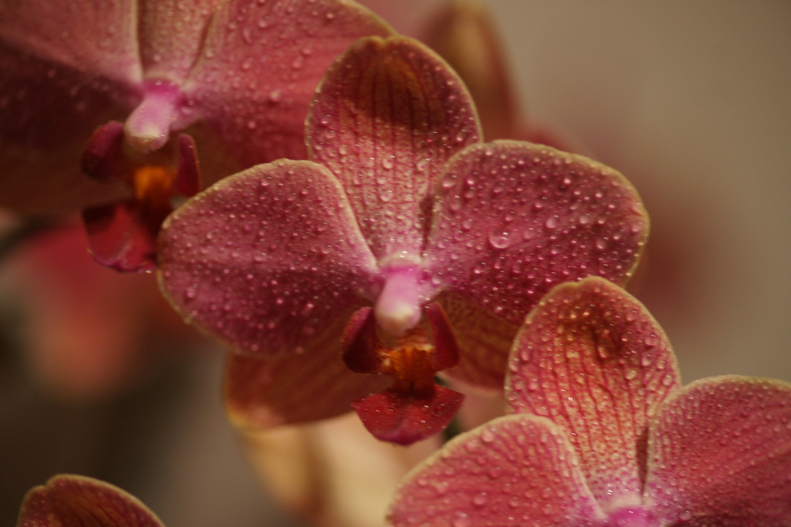 Orchidee pink-rot