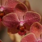 Orchidee pink-rot