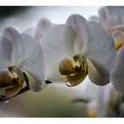 Orchidee "portrait" #2