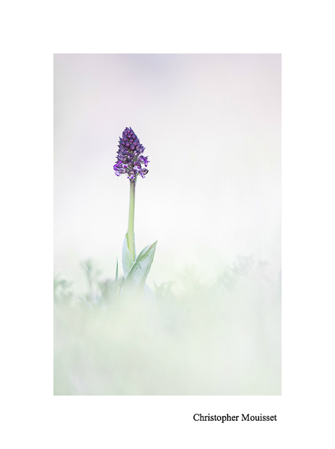 Orchidée Pourpre