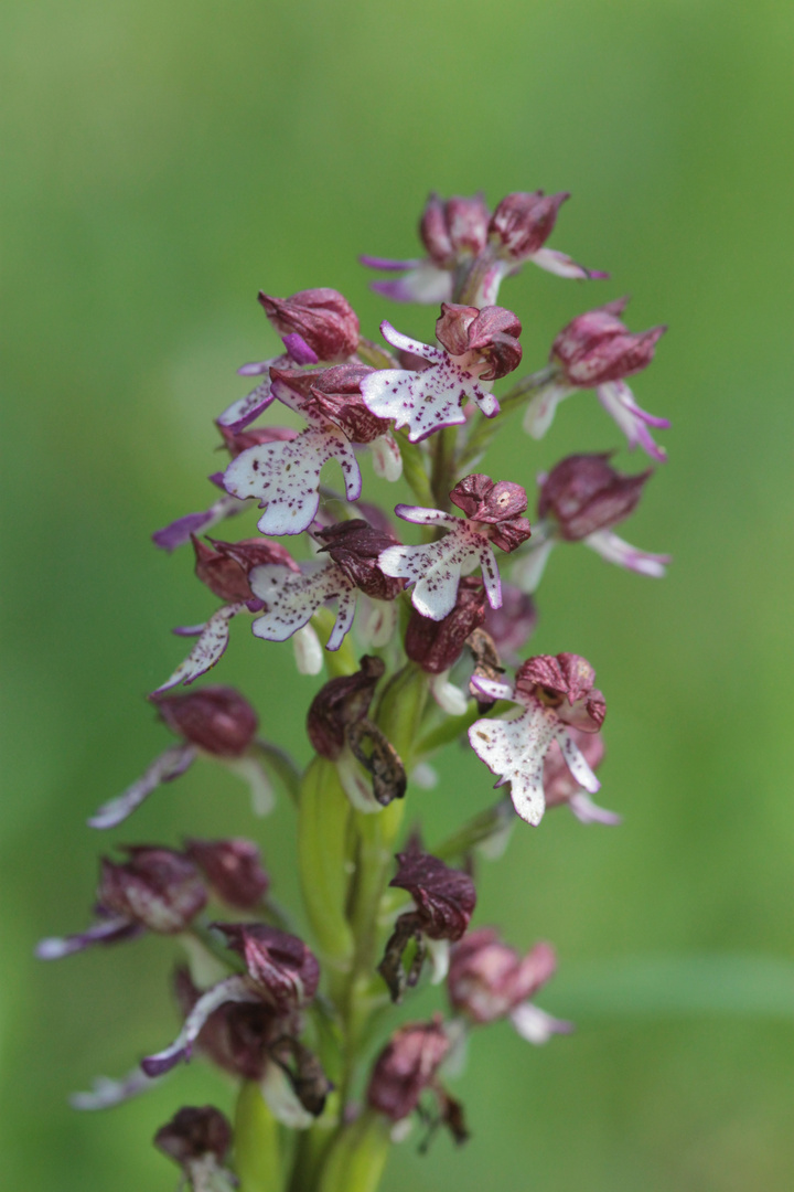 Orchidée pourpre Trélisac