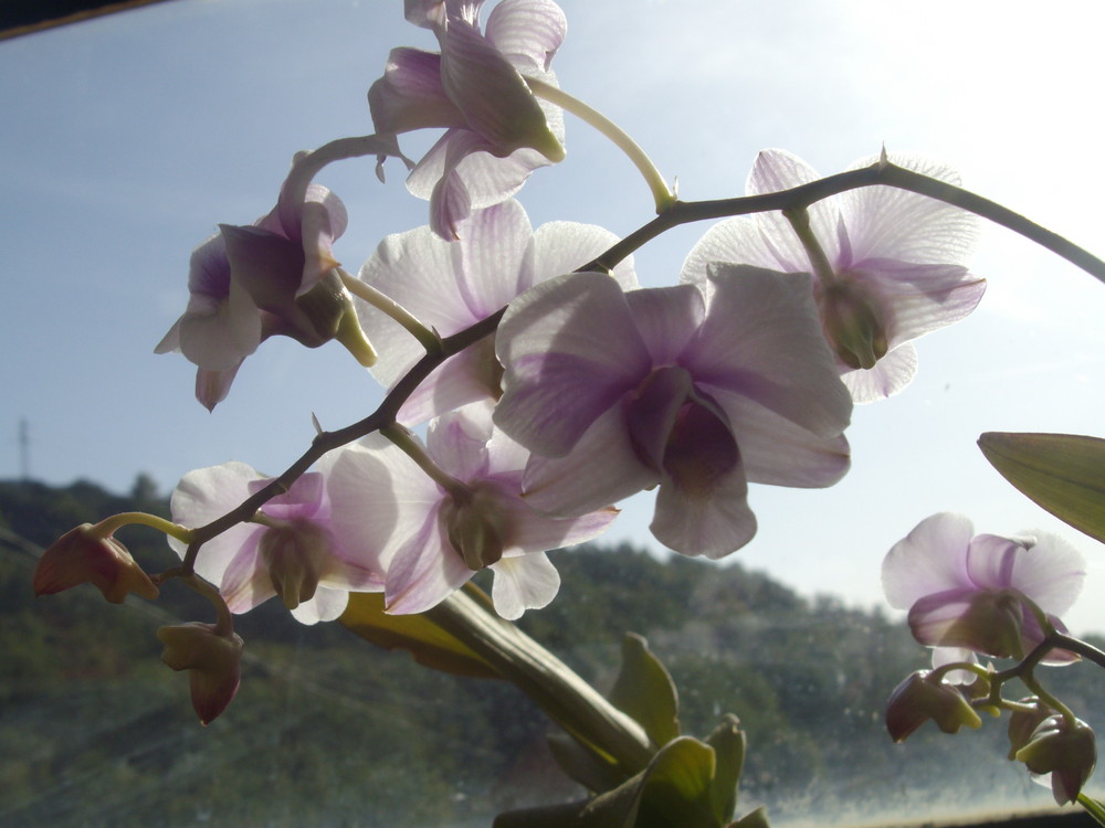 Orchidée prise de dessous illuminé par le soleiL ~~~