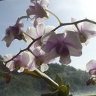 Orchidée prise de dessous illuminé par le soleiL ~~~