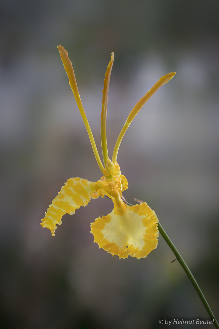 Orchidee Psychopsis kahlii alba