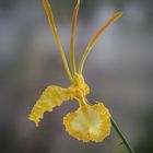 Orchidee Psychopsis kahlii alba