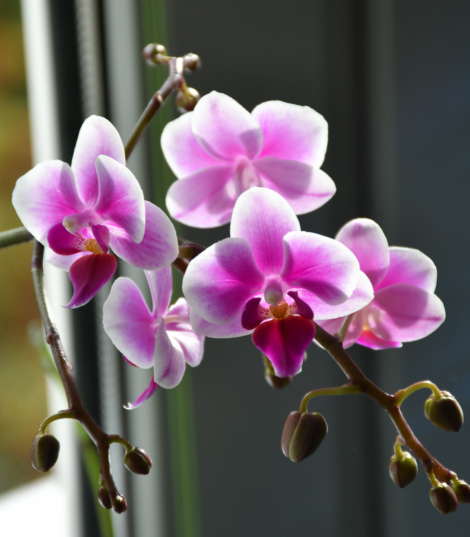 Orchidee Rispe