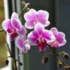 Orchidee Rispe
