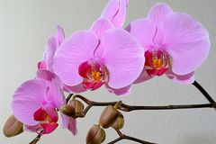 Orchidee-Rispe