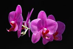 Orchidee rosa 2