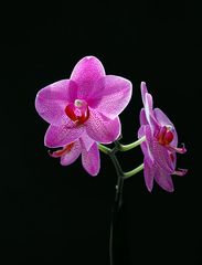 Orchidee rosa 3