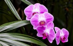 Orchidee Rosa