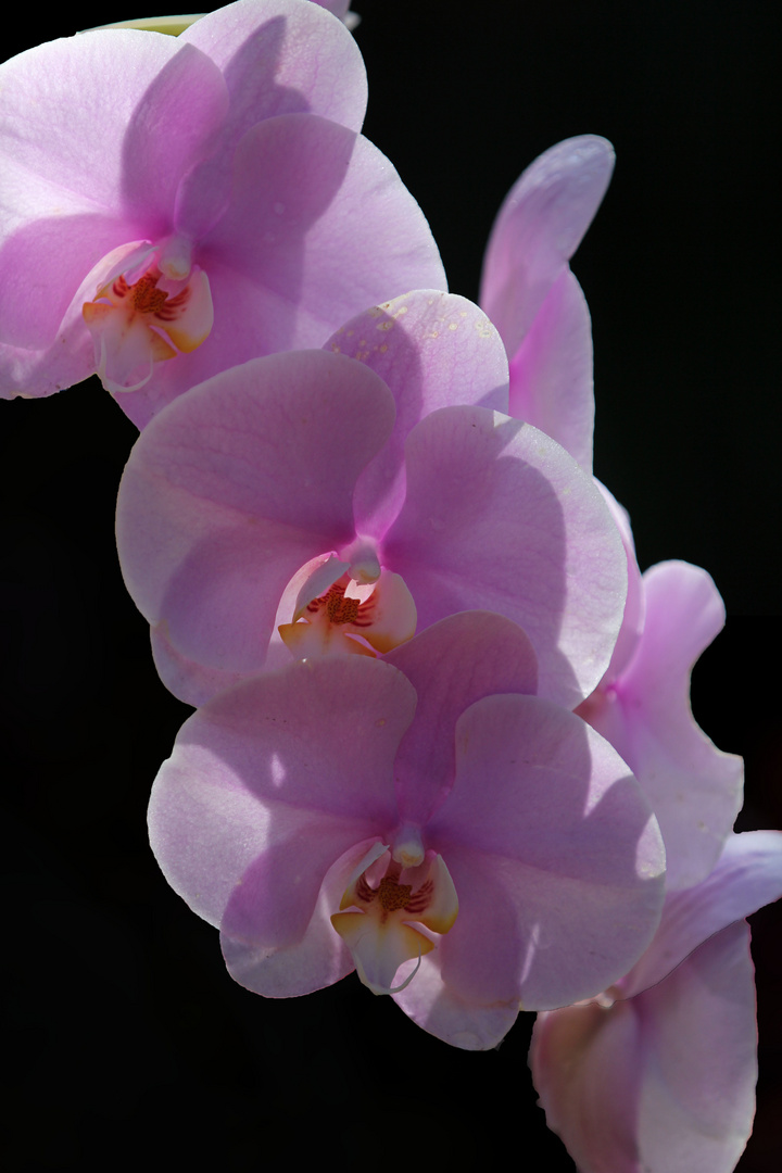 Orchidee rosa