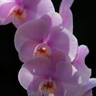 Orchidee rosa