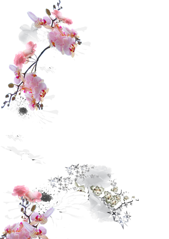 Orchidee, rosa, digital bearbeitet