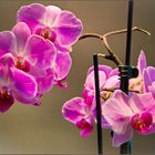 Orchidee rosa