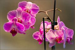 Orchidee rosa